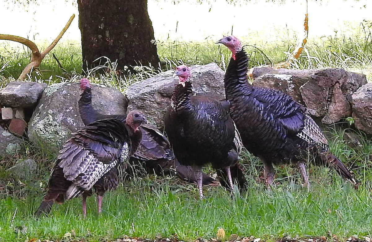 Wild Turkey - ML620458168