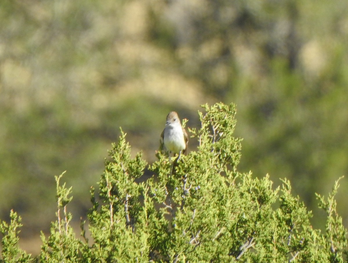 Ash-throated Flycatcher - ML620458170