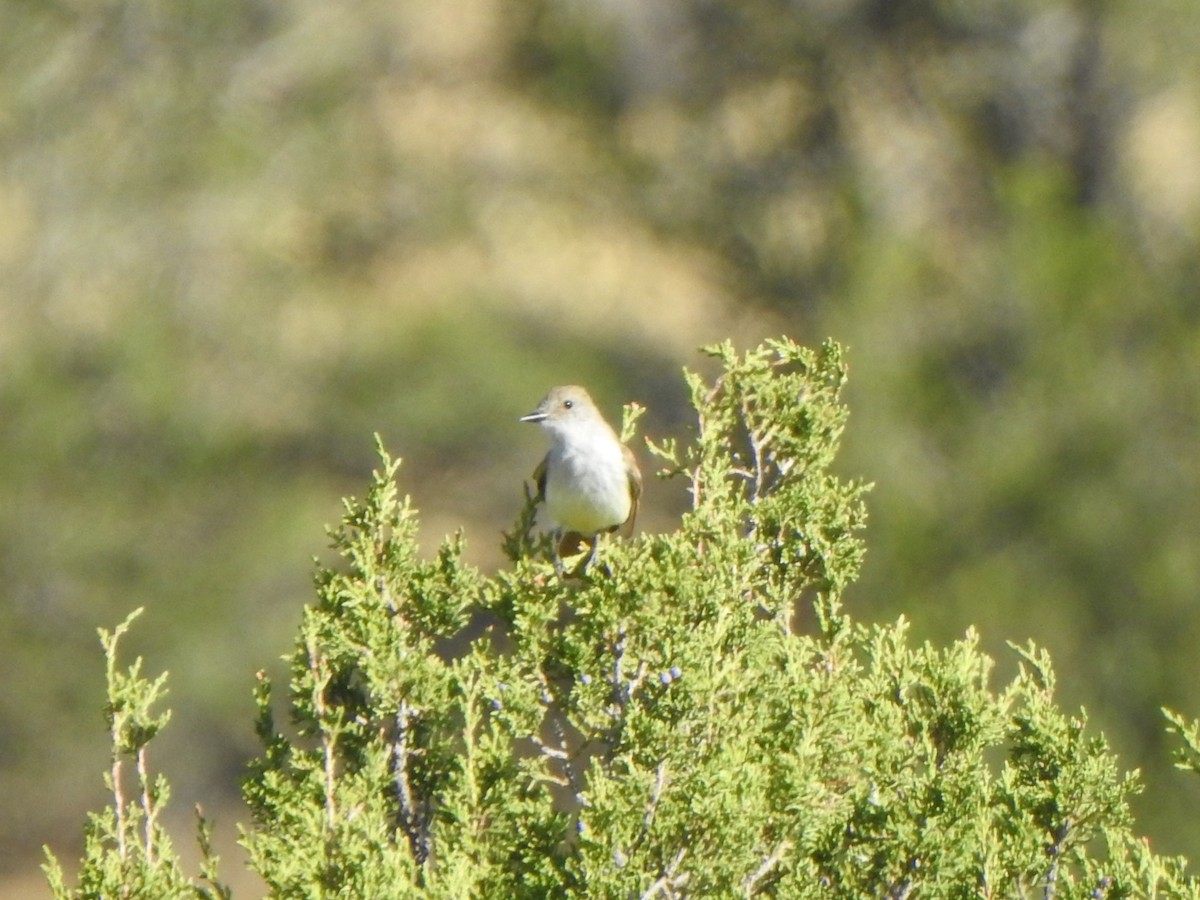 Ash-throated Flycatcher - ML620458171