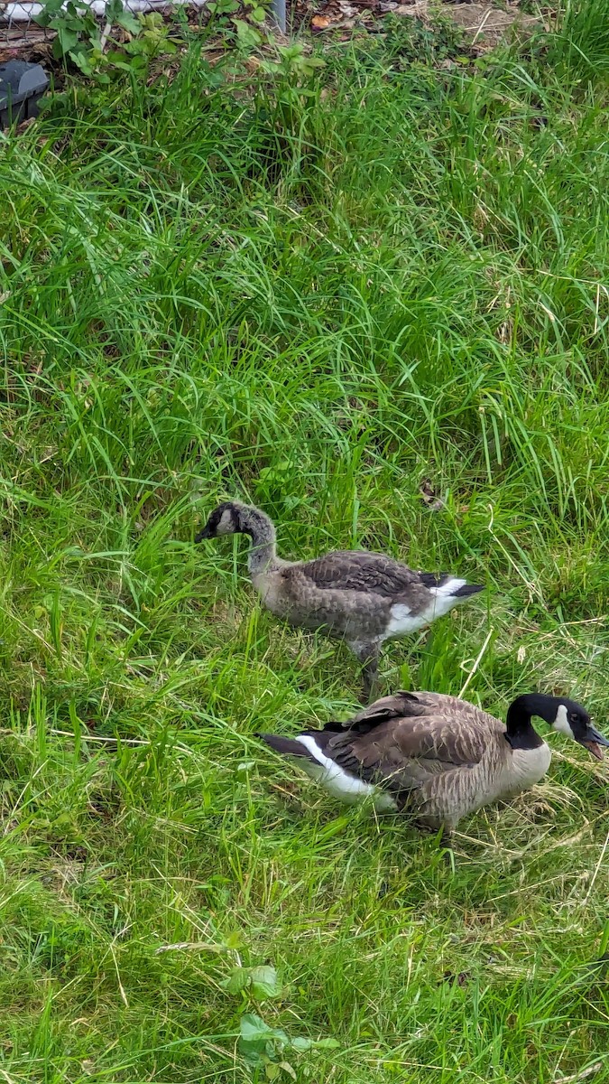 Canada Goose - ML620458185