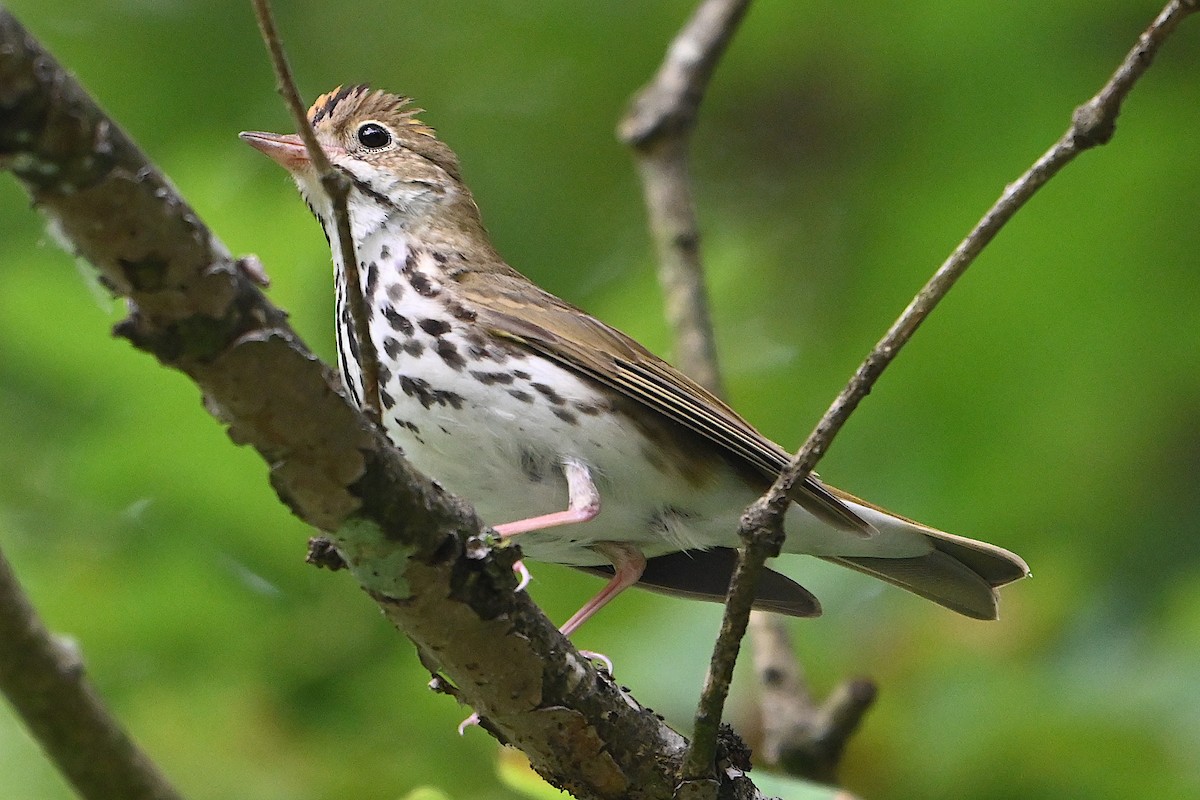 Ovenbird - ML620458197