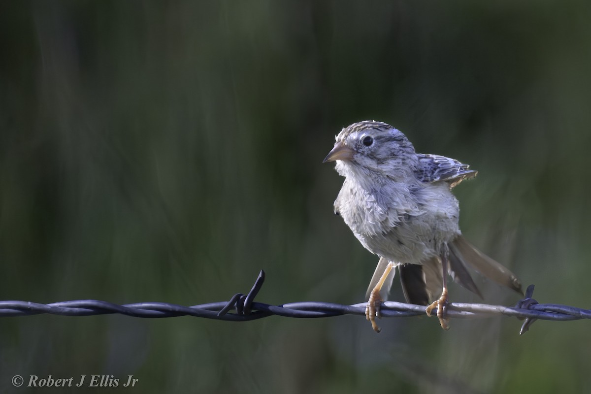 Brewer's Sparrow - ML620458199