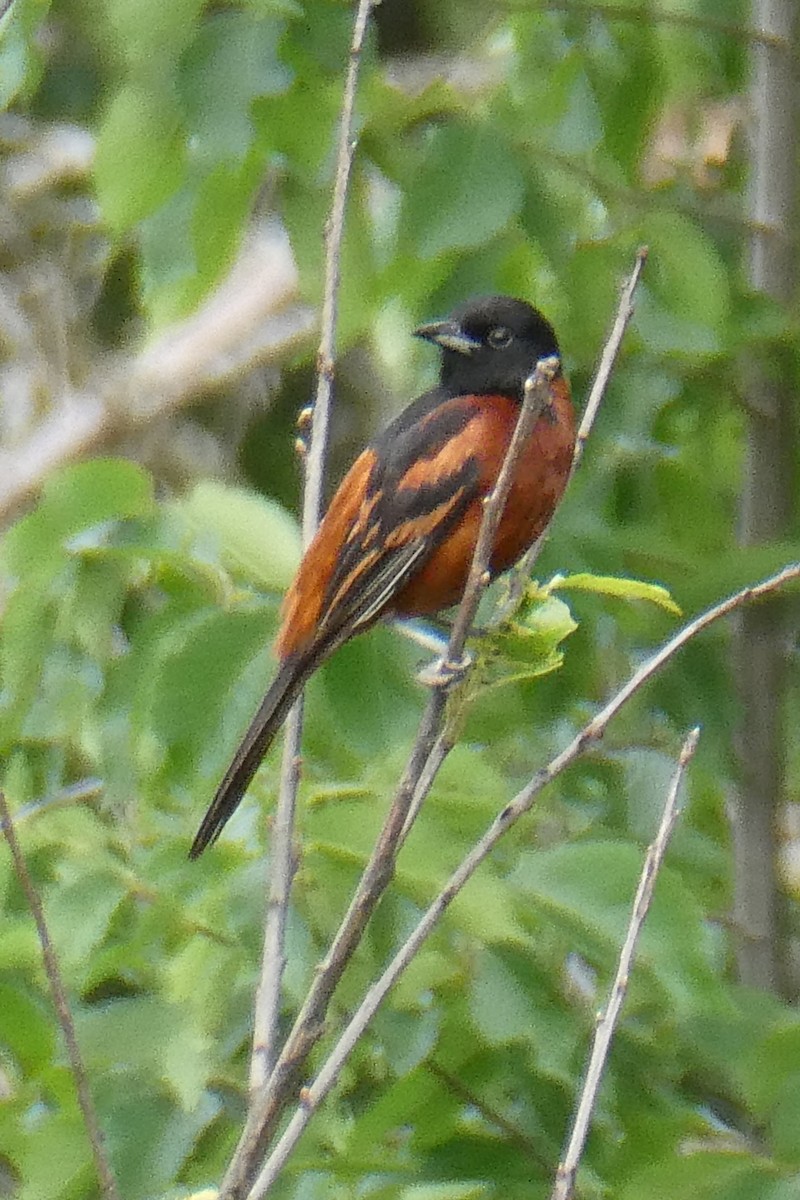 Orchard Oriole - ML620458215