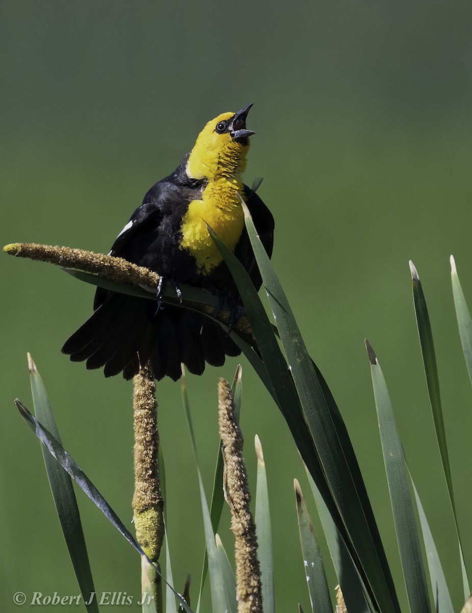 Yellow-headed Blackbird - ML620458216