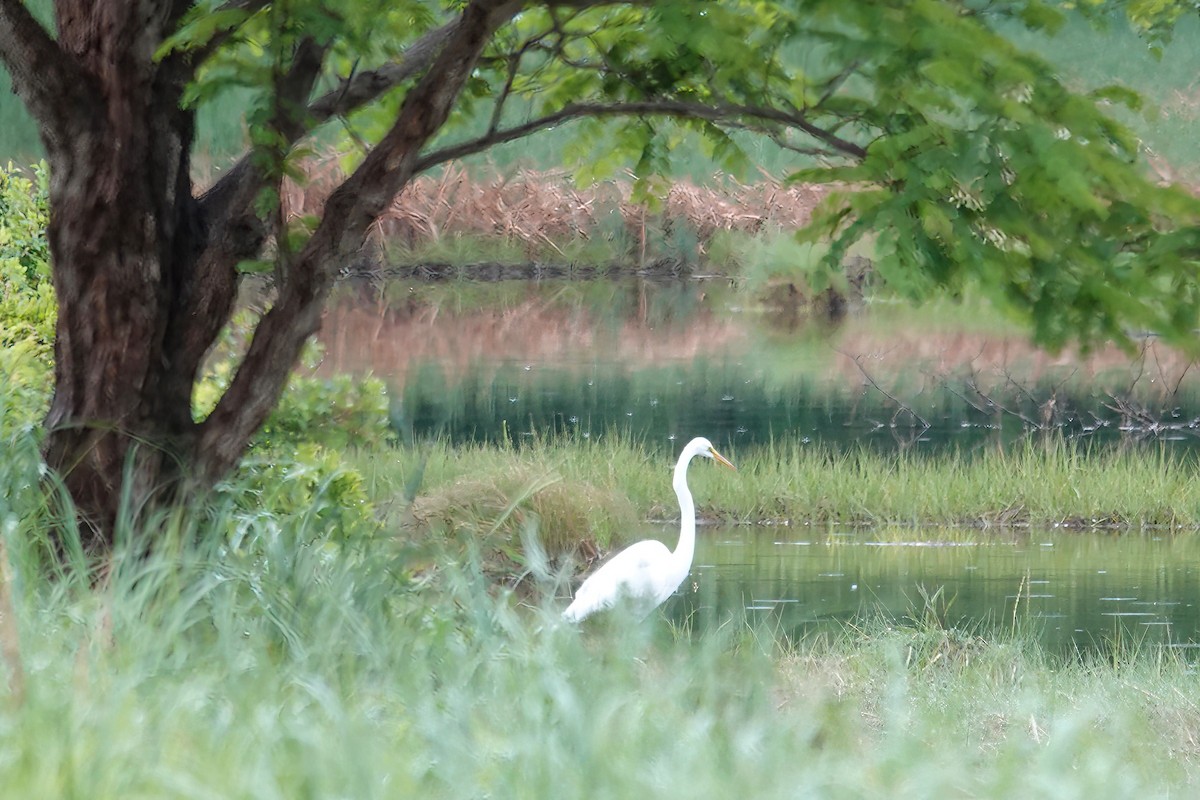 大白鷺 - ML620458224