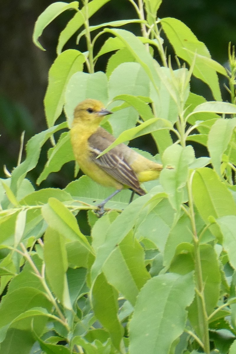 Orchard Oriole - ML620458226