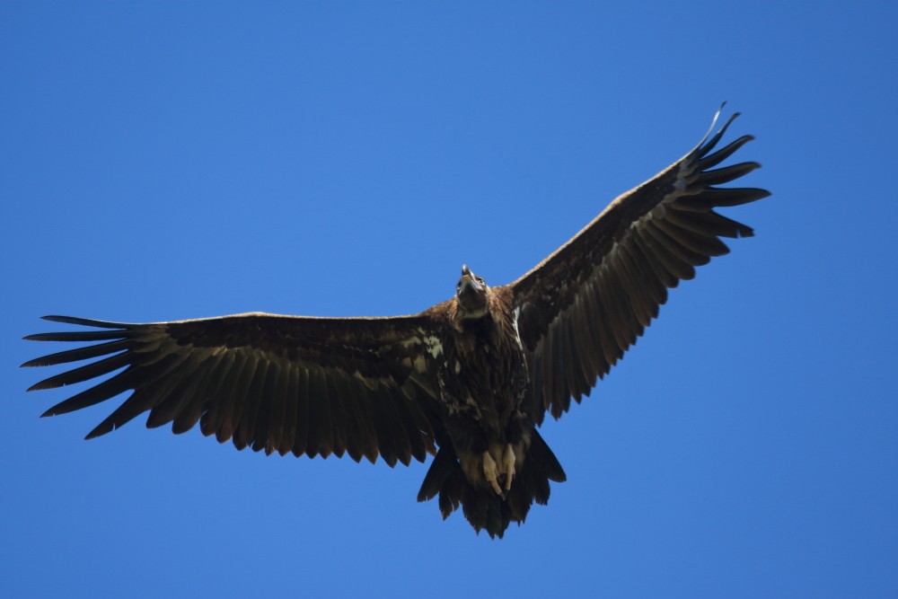 Cinereous Vulture - ML620458227
