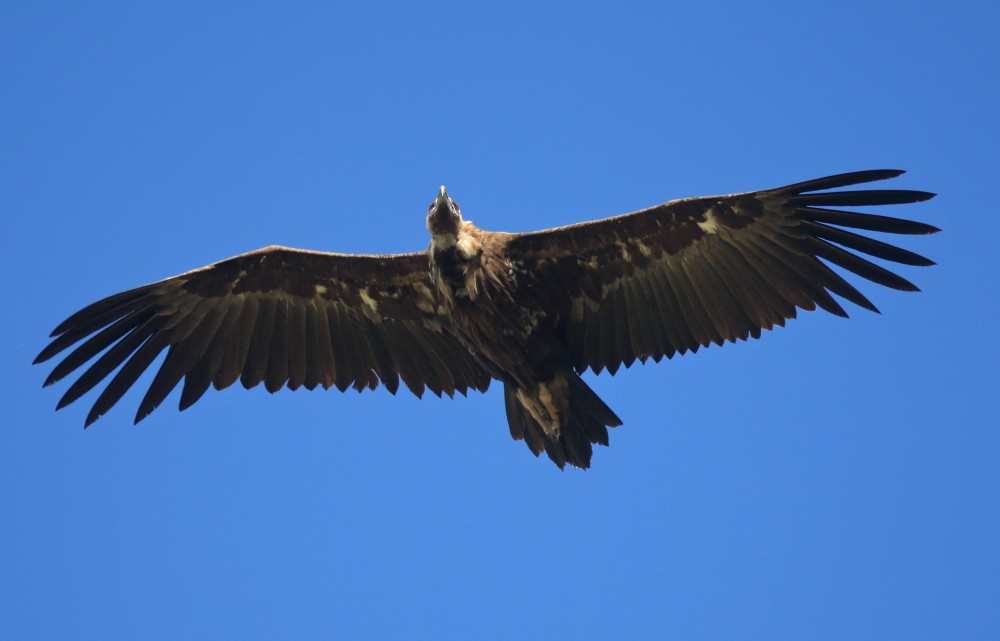 Cinereous Vulture - ML620458228