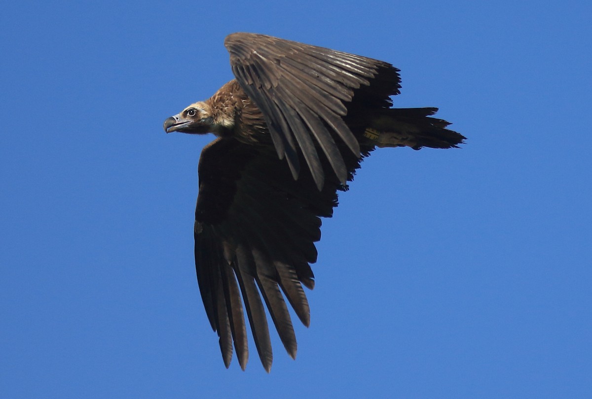 Cinereous Vulture - ML620458229