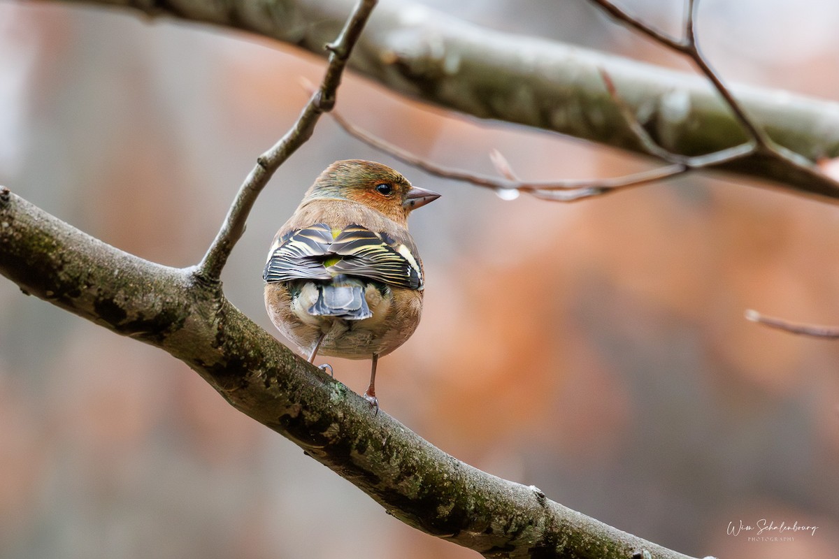 European Robin - ML620458231