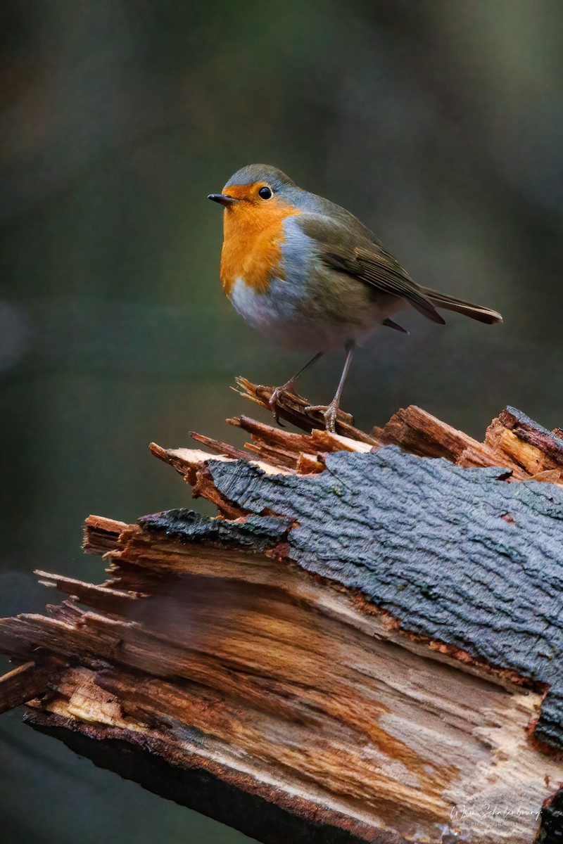 European Robin - ML620458235