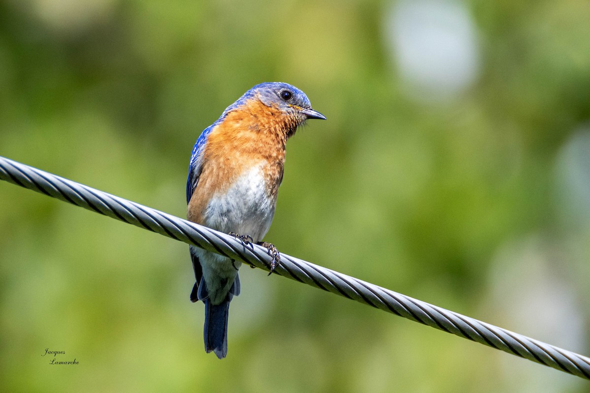 Eastern Bluebird - ML620458236