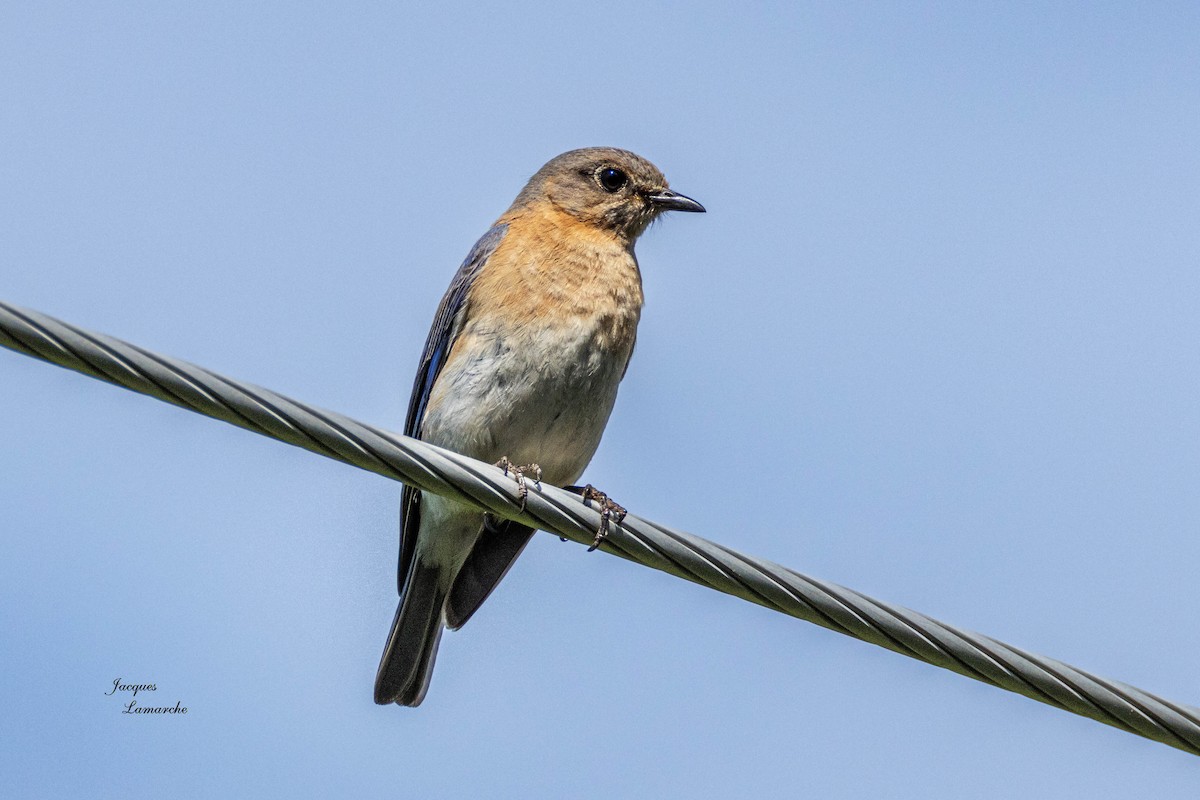 Eastern Bluebird - ML620458237