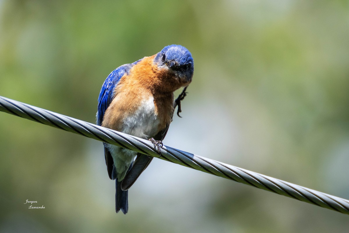 Eastern Bluebird - ML620458238