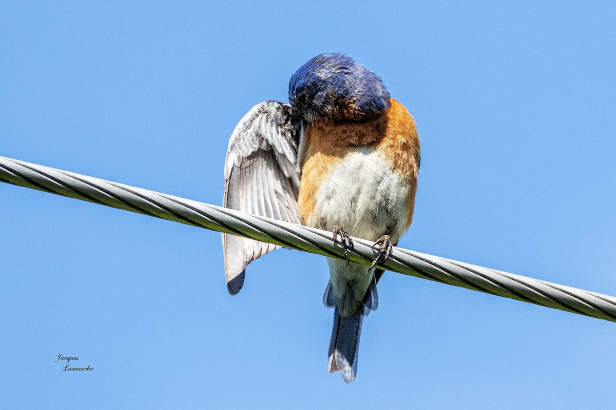 Eastern Bluebird - ML620458239