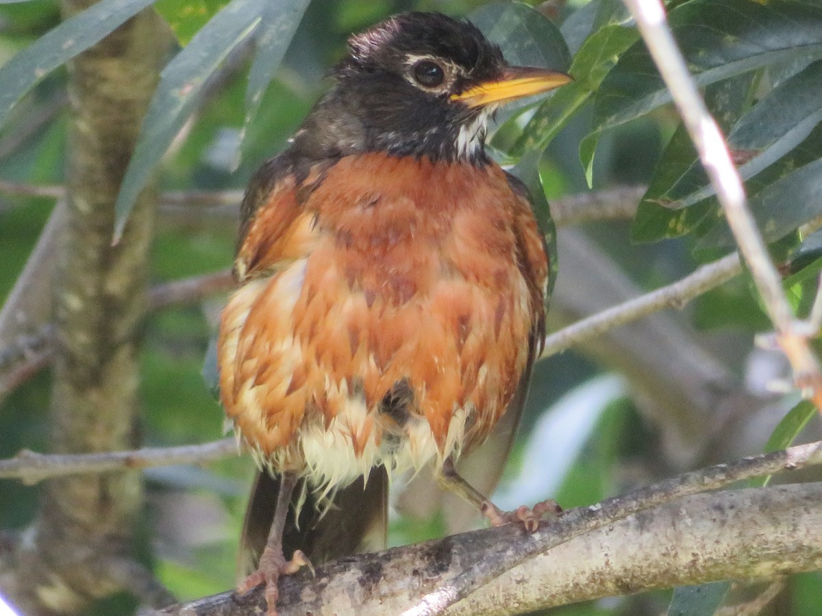 American Robin - ML620458241