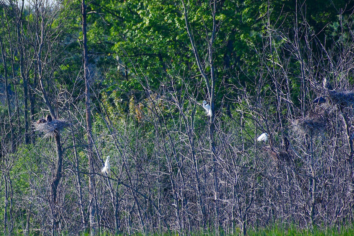 Great Blue Heron - ML620458249