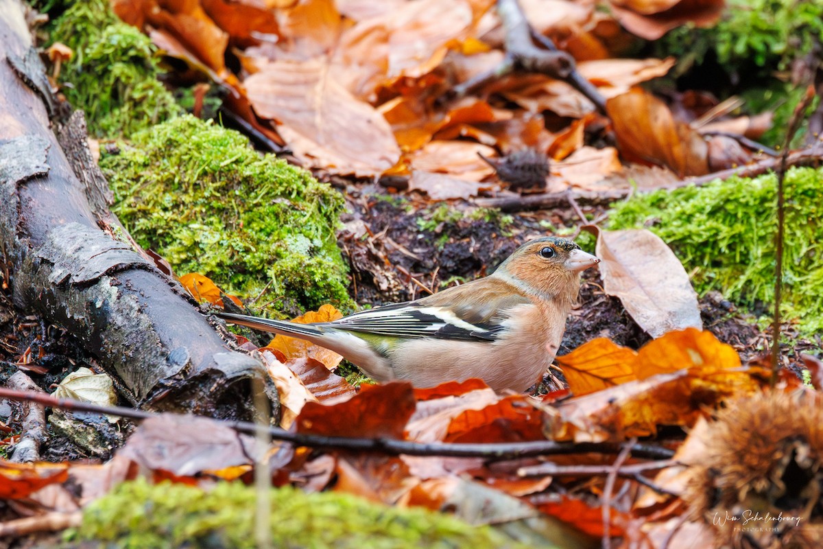 Common Chaffinch - ML620458251