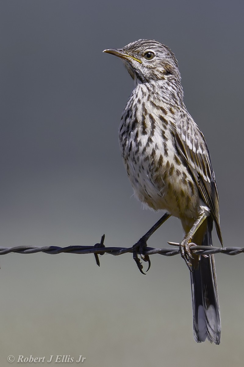 Sage Thrasher - ML620458255