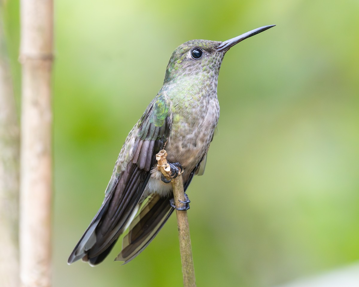 Scaly-breasted Hummingbird - ML620458261