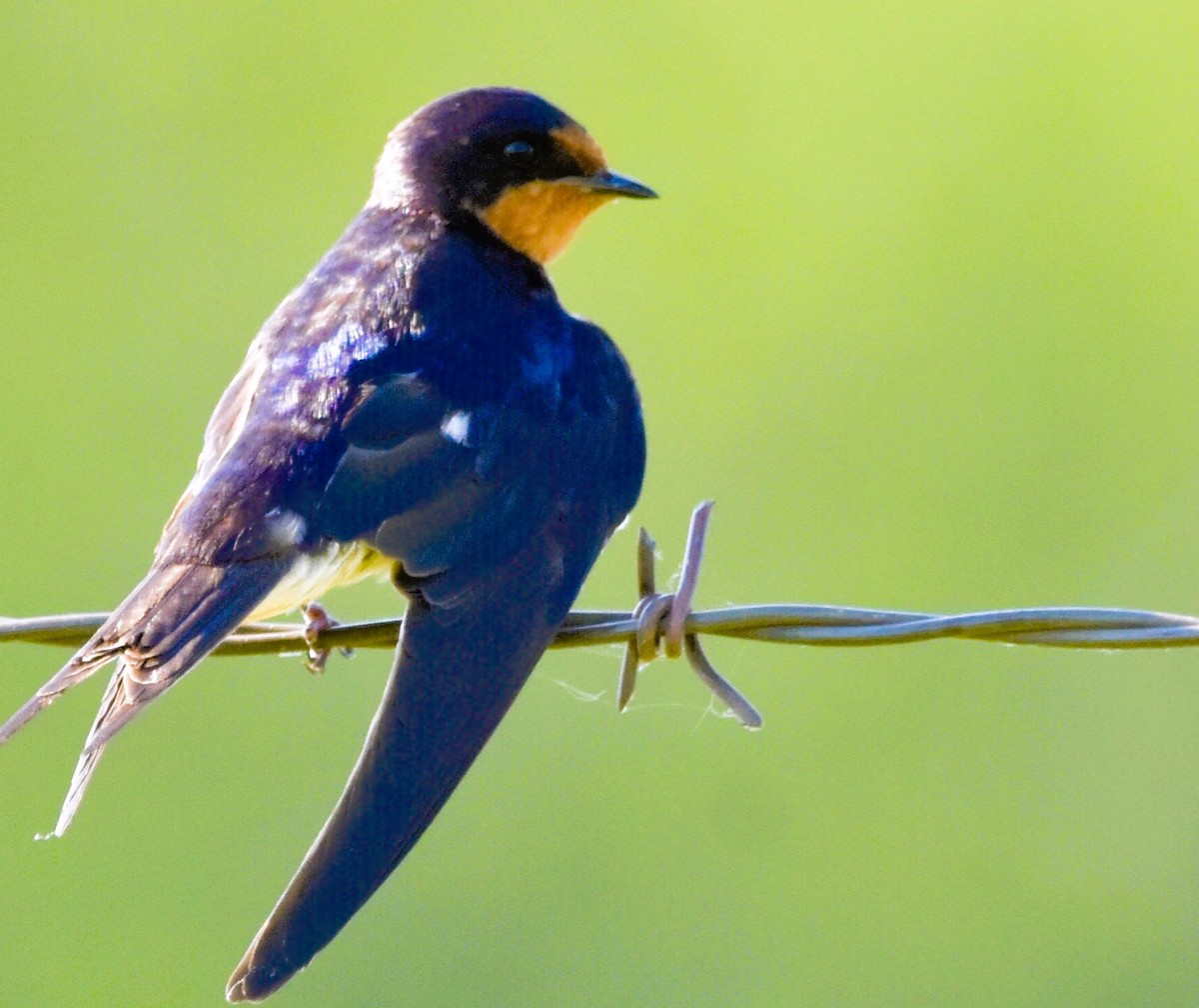 Barn Swallow - ML620458264