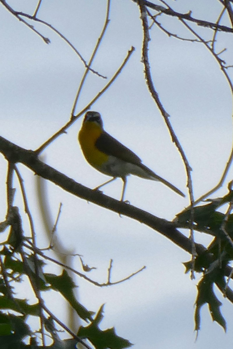 Yellow-breasted Chat - ML620458267