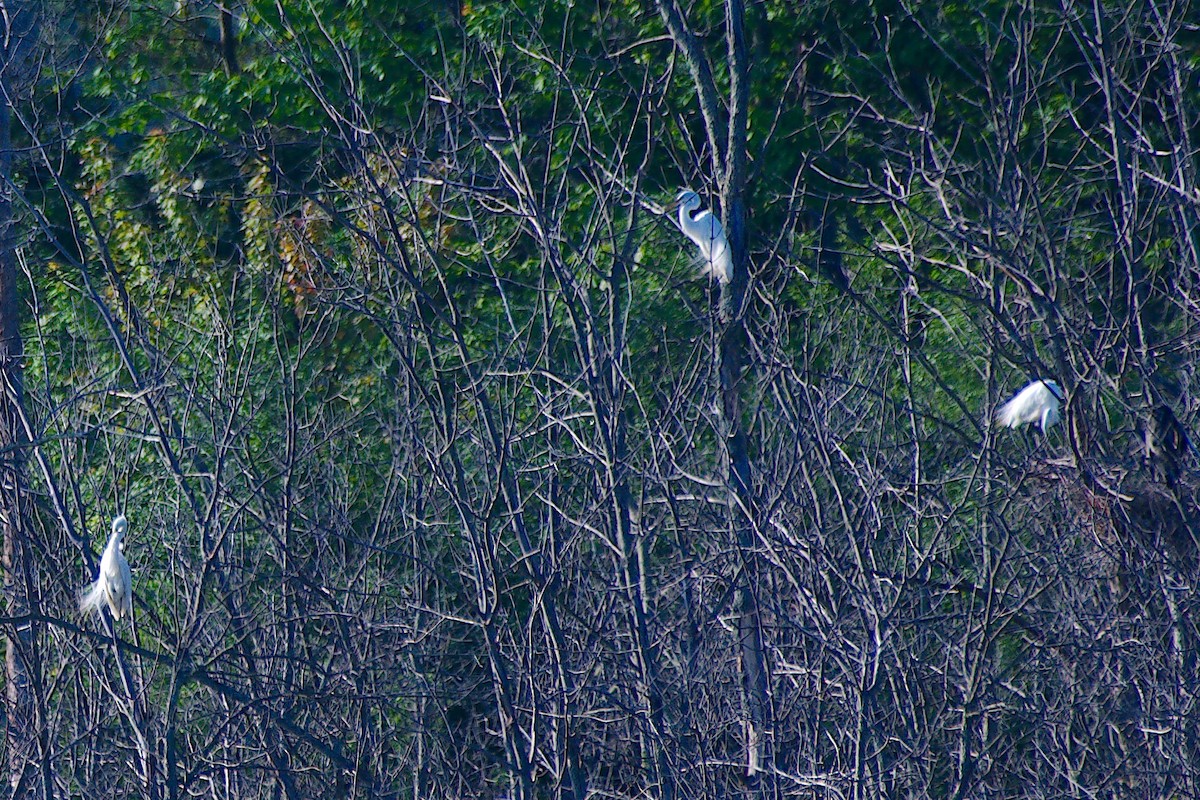 Great Egret - ML620458270