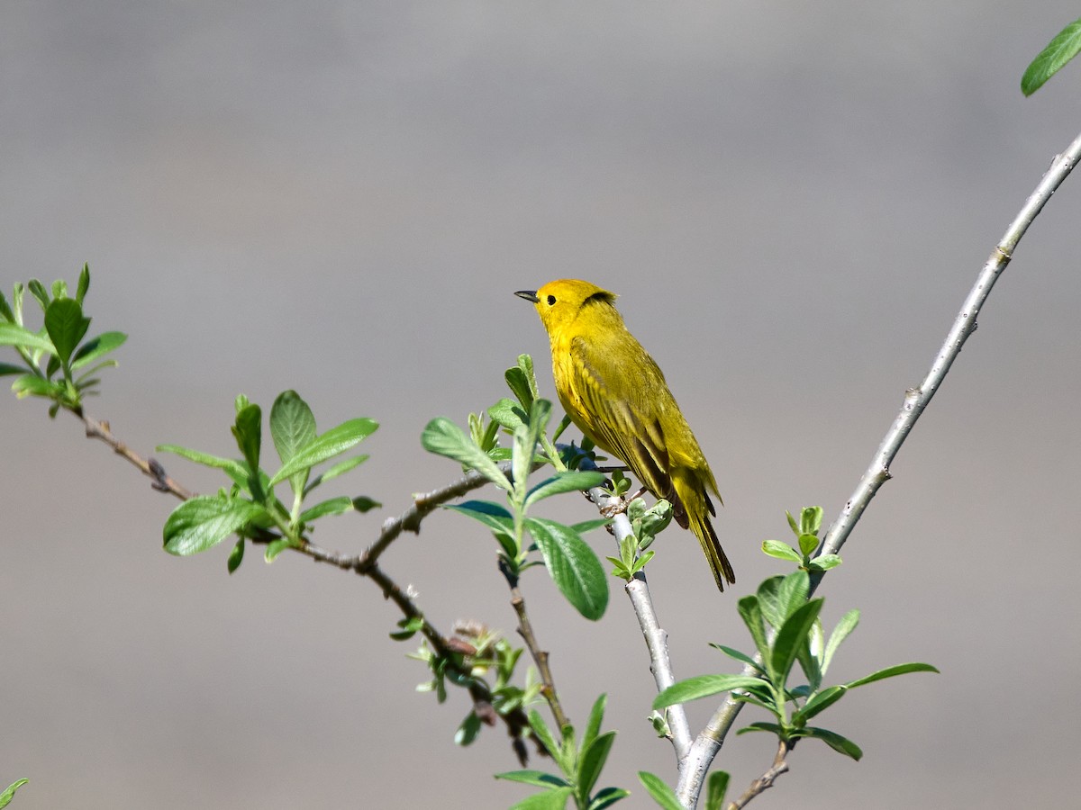 Yellow Warbler (Northern) - ML620458273