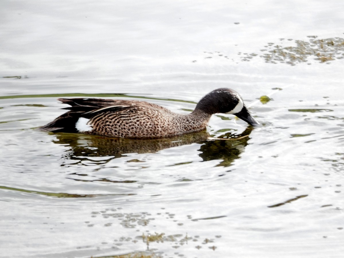 Blue-winged Teal - ML620458278