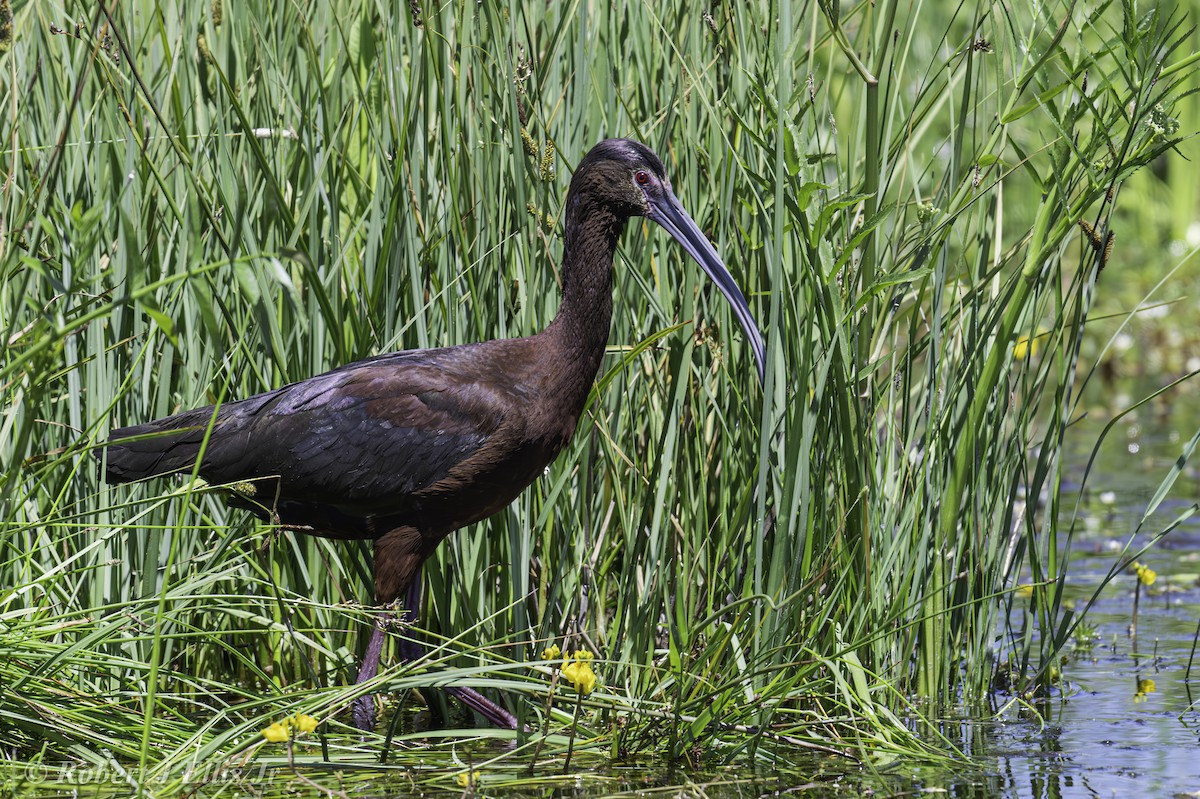 Ibis à face blanche - ML620458280