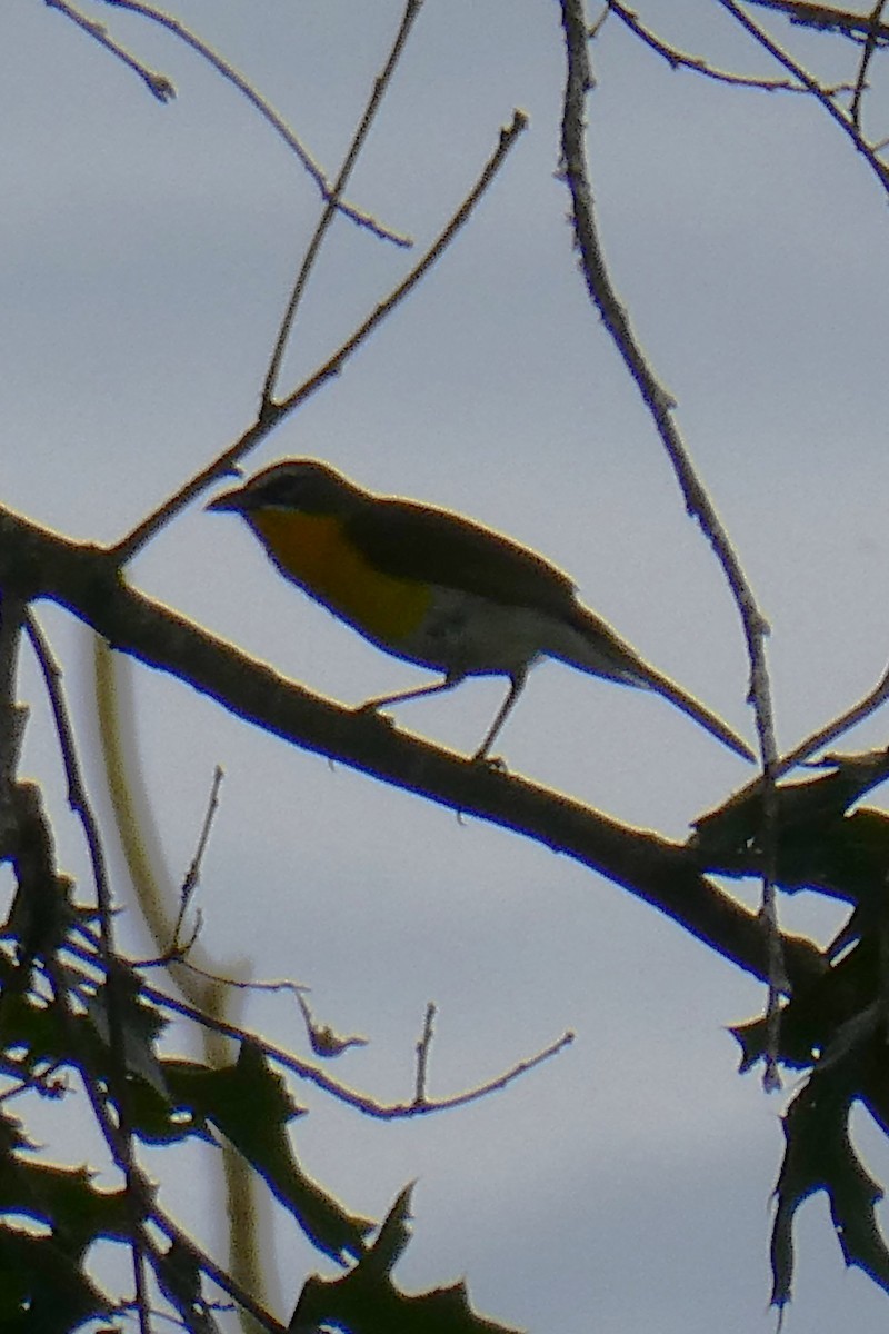 Yellow-breasted Chat - ML620458282