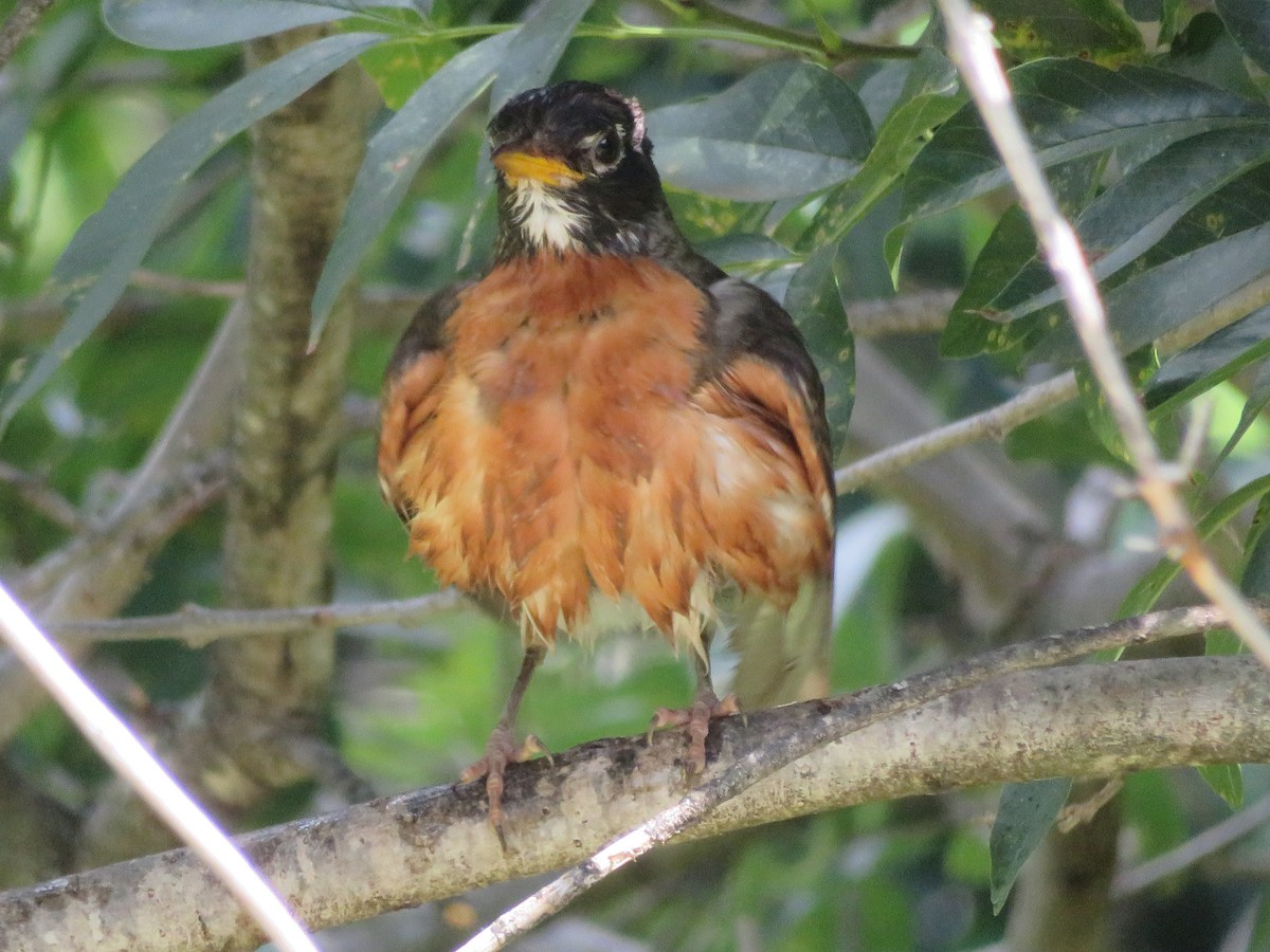 American Robin - ML620458283