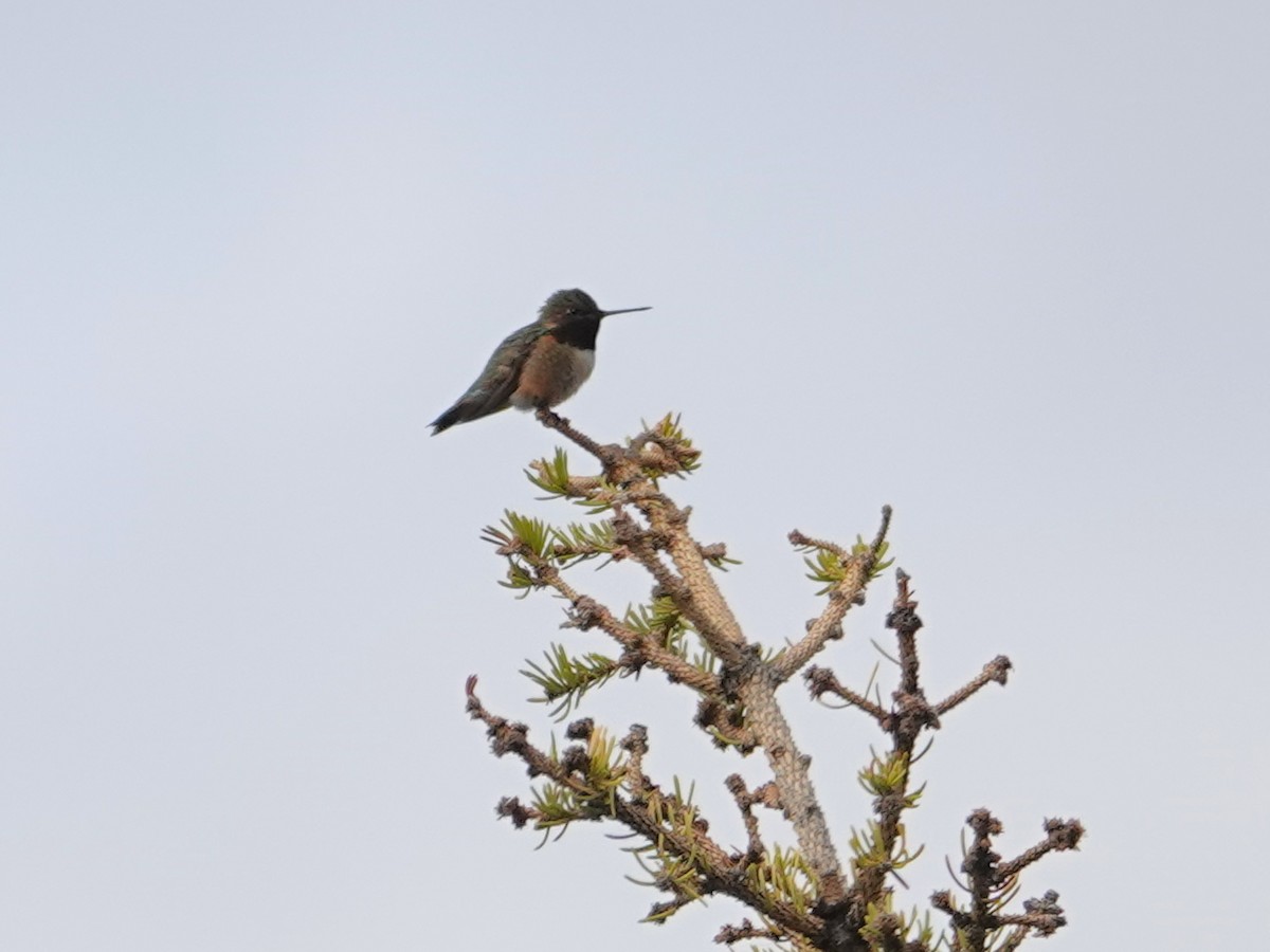 Colibri à gorge rubis - ML620458290