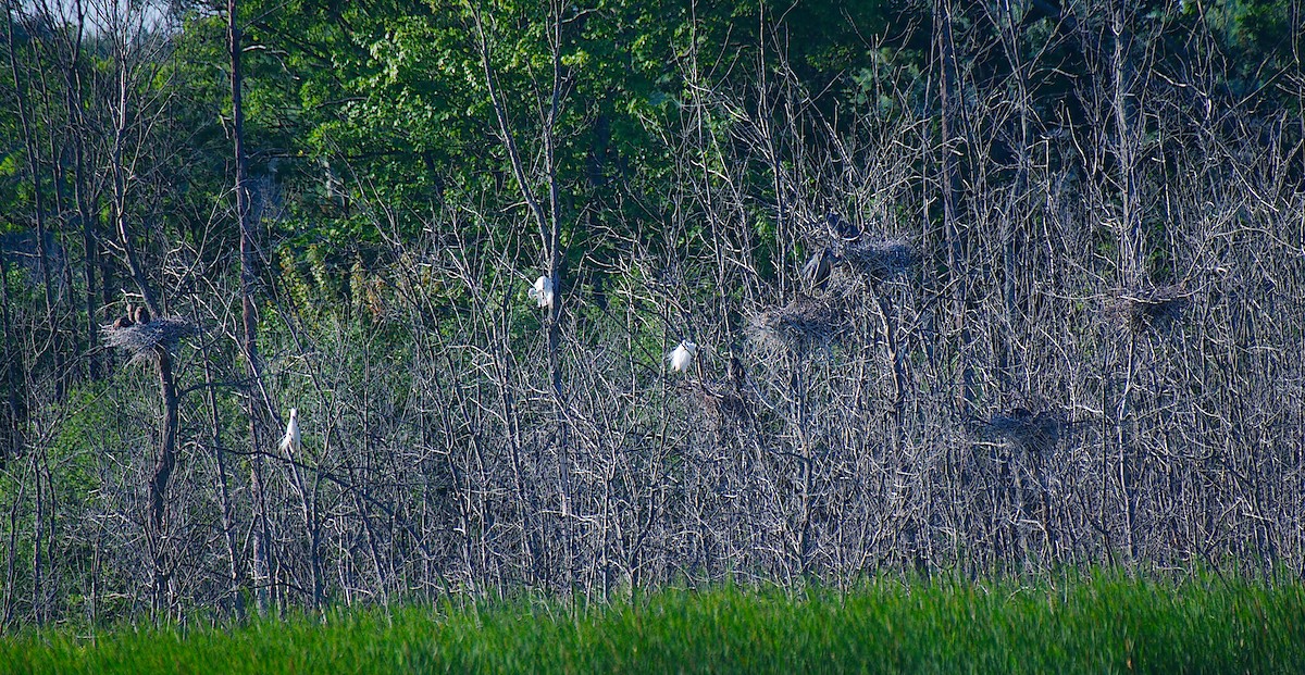 Great Egret - ML620458292