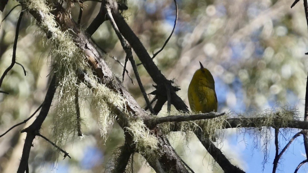 Alauahio de Maui - ML620458293