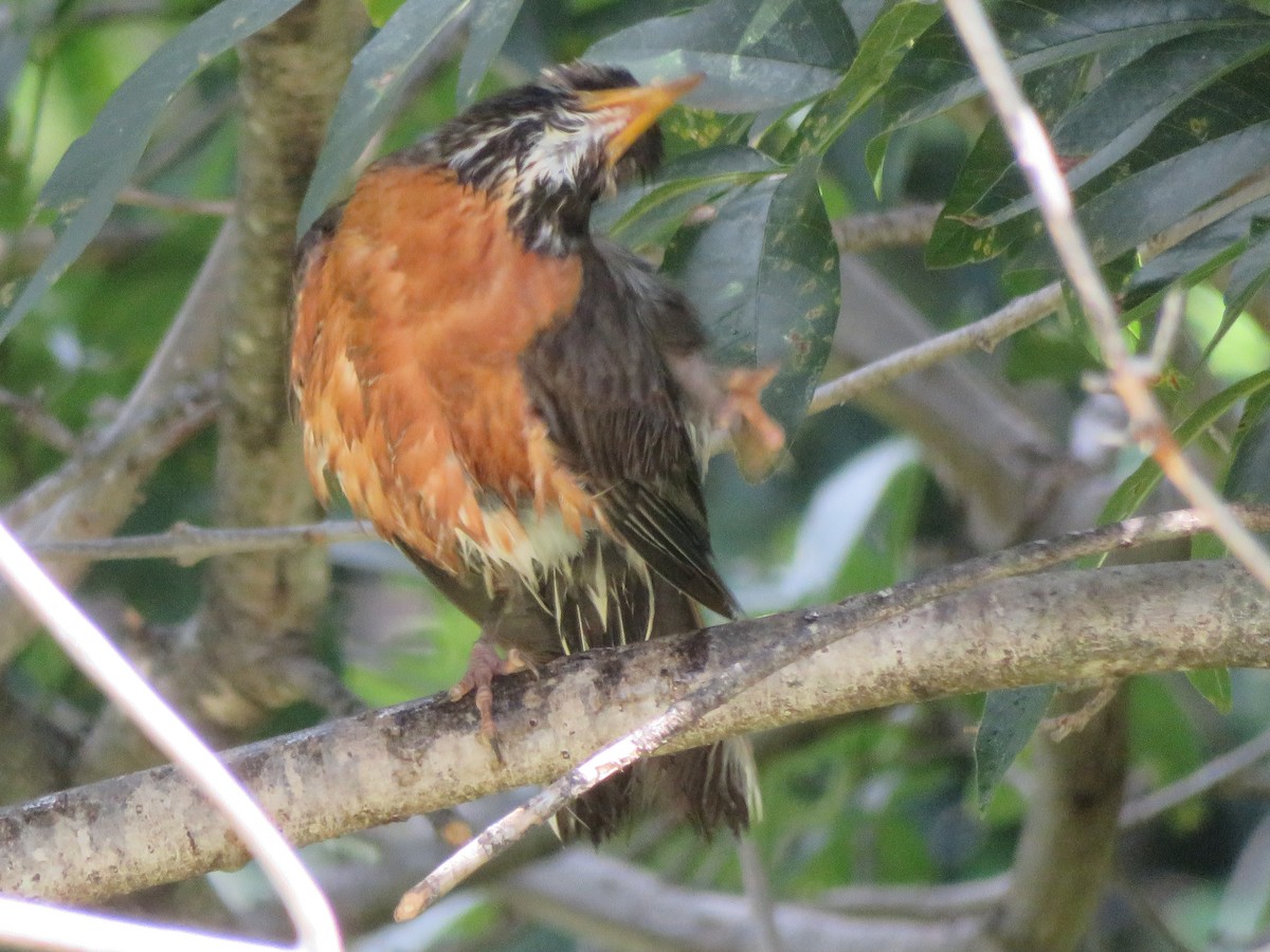 American Robin - ML620458306