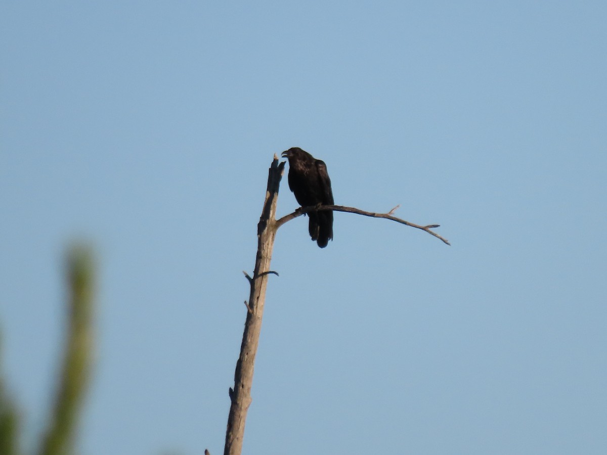 Common Raven - ML620458310