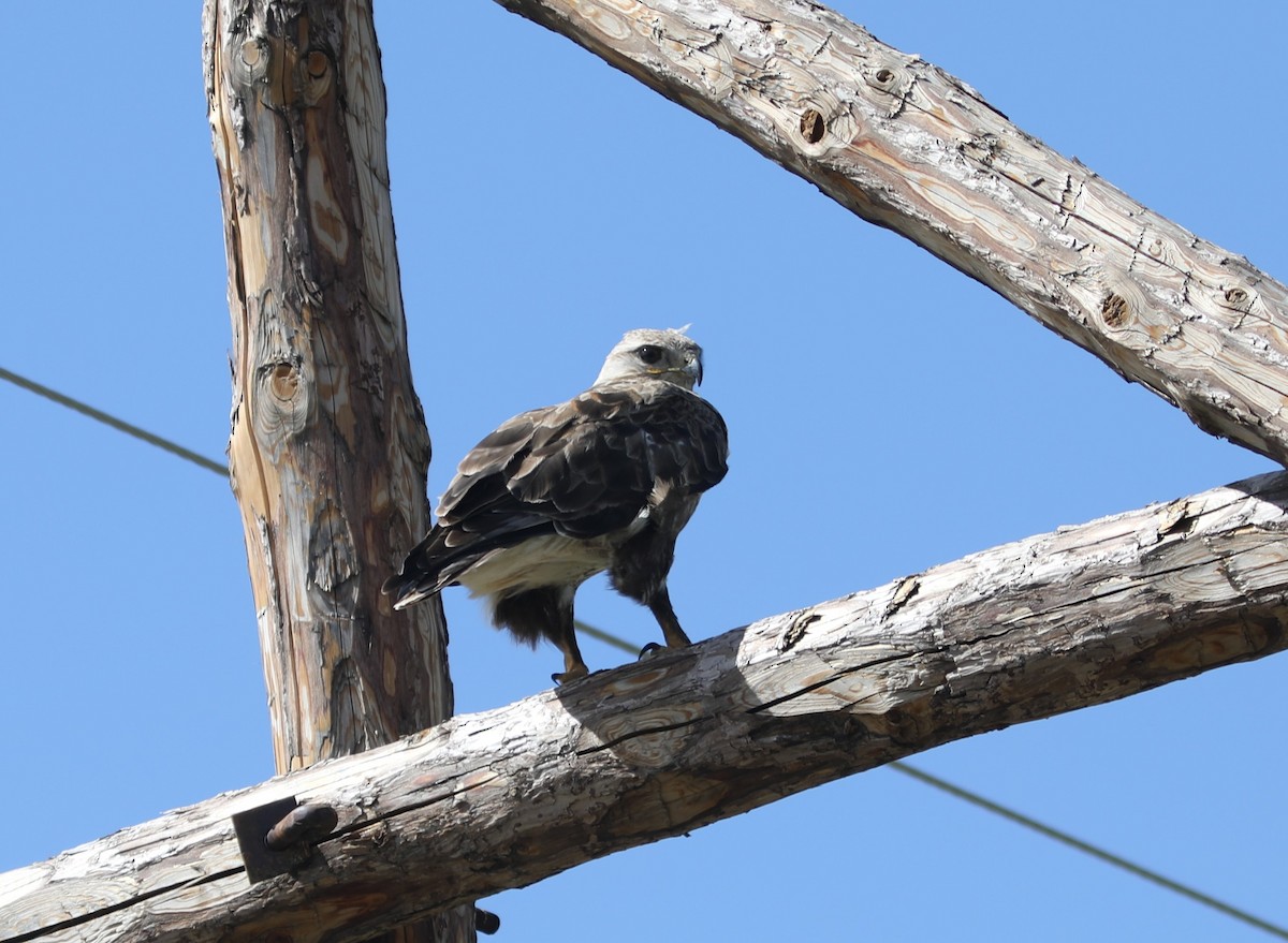 Upland Buzzard - ML620458315