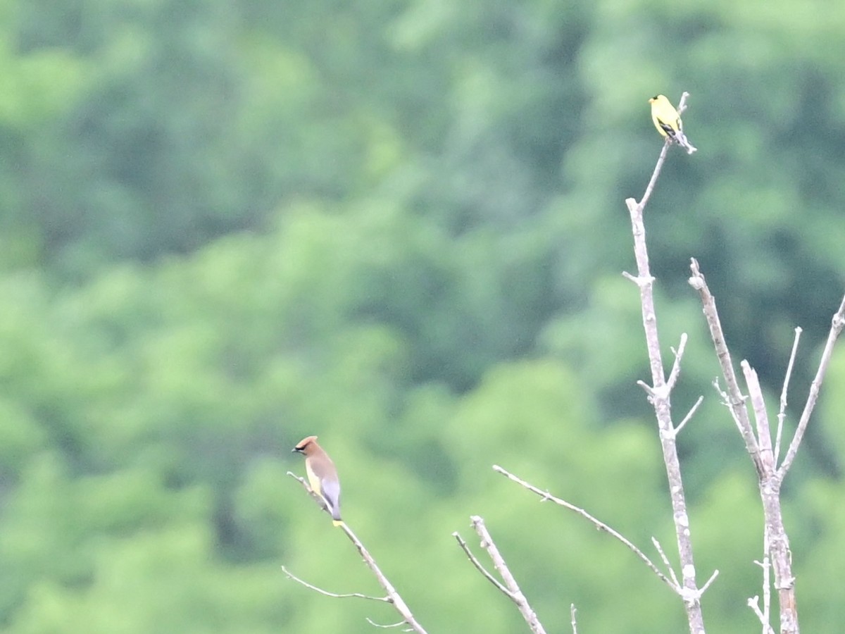 American Goldfinch - ML620458329