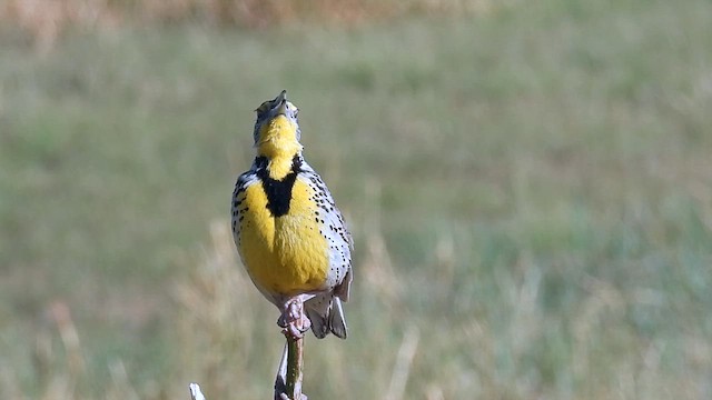 Western Meadowlark - ML620458341