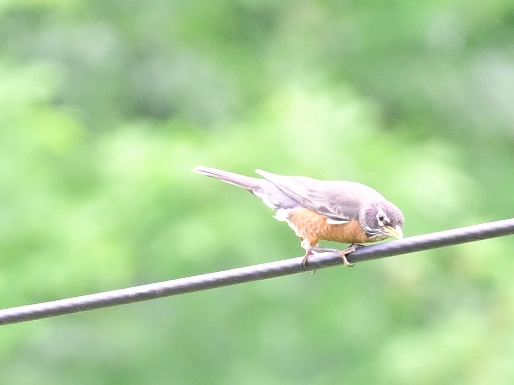 American Robin - ML620458342