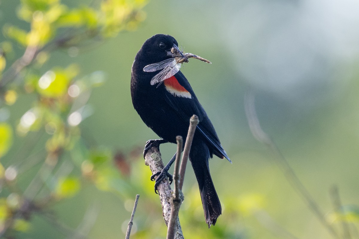 Red-winged Blackbird - ML620458346