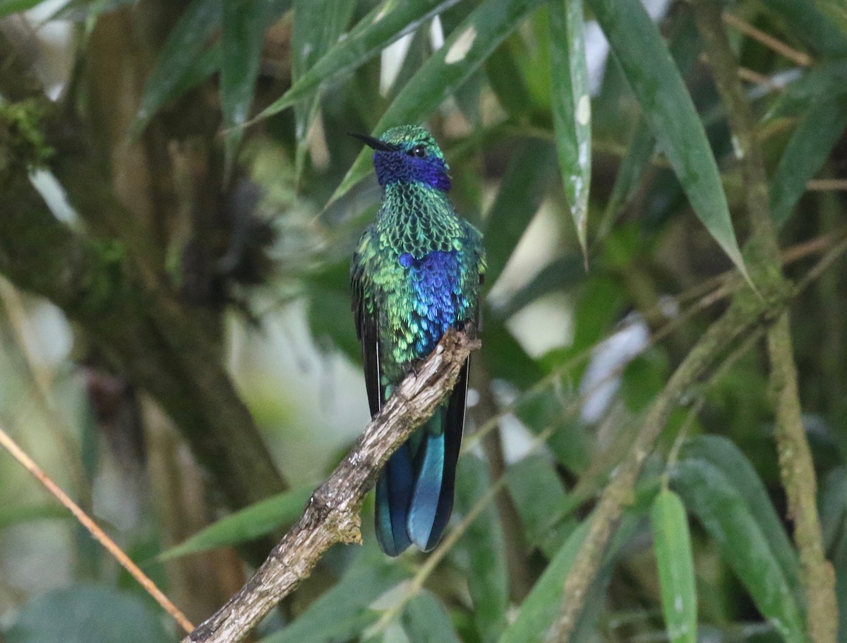 Sparkling Violetear - Dan Waggoner