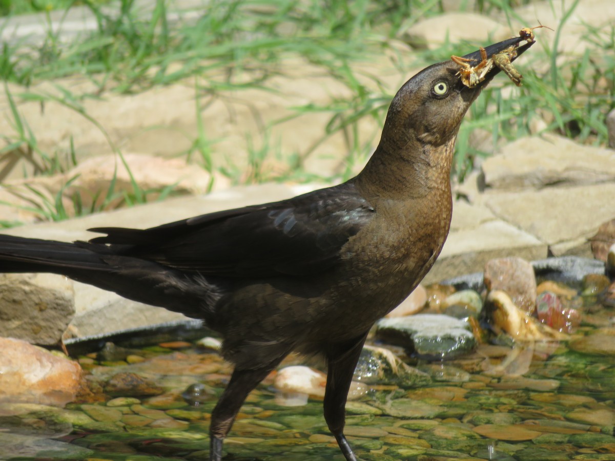 Great-tailed Grackle - ML620458350