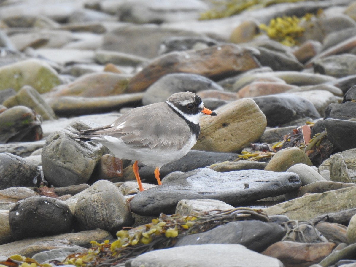 Common Ringed Plover - Stephen Bailey