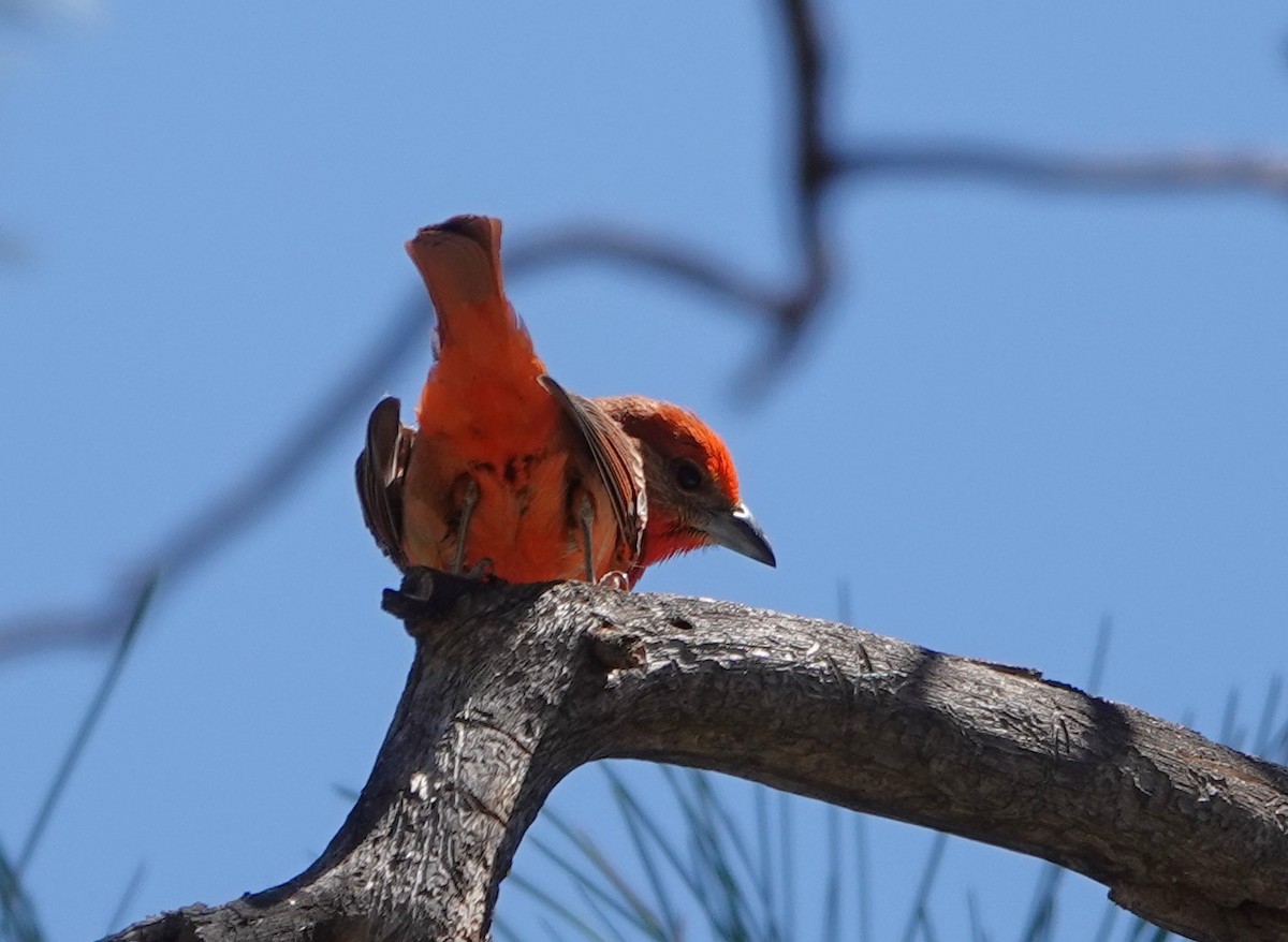 Hepatic Tanager - ML620458373