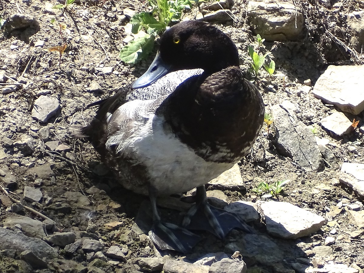 Greater Scaup - ML620458384