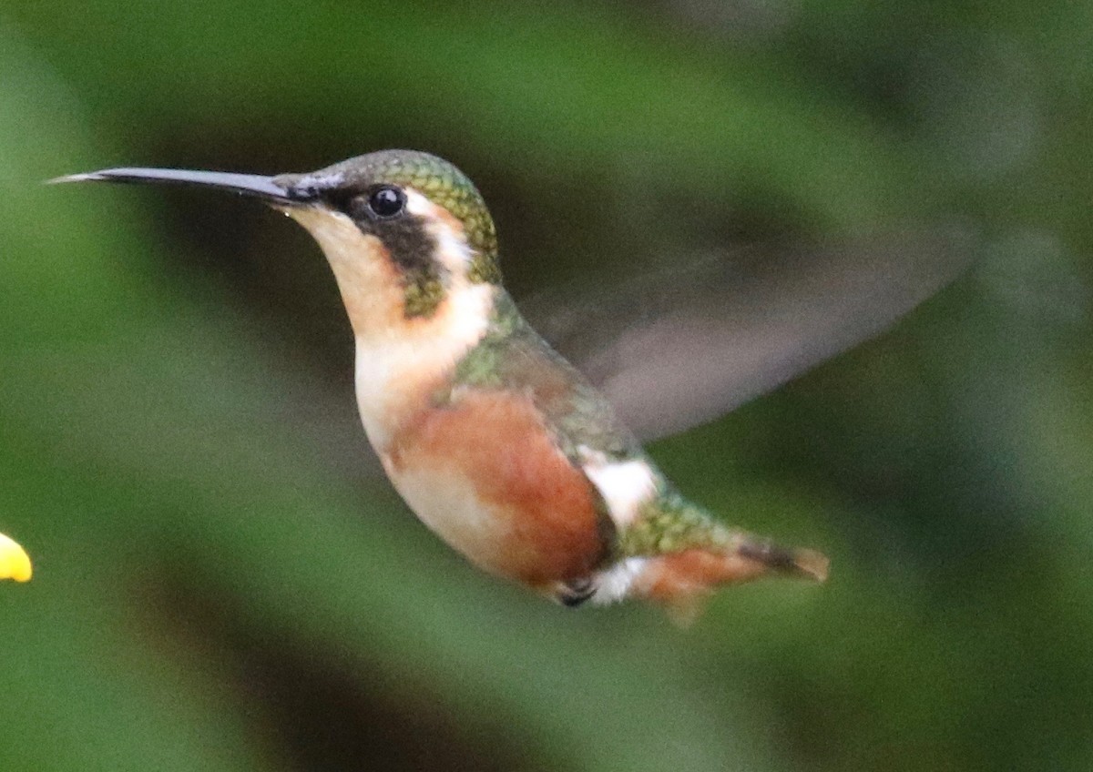 Colibri de Mulsant - ML620458401