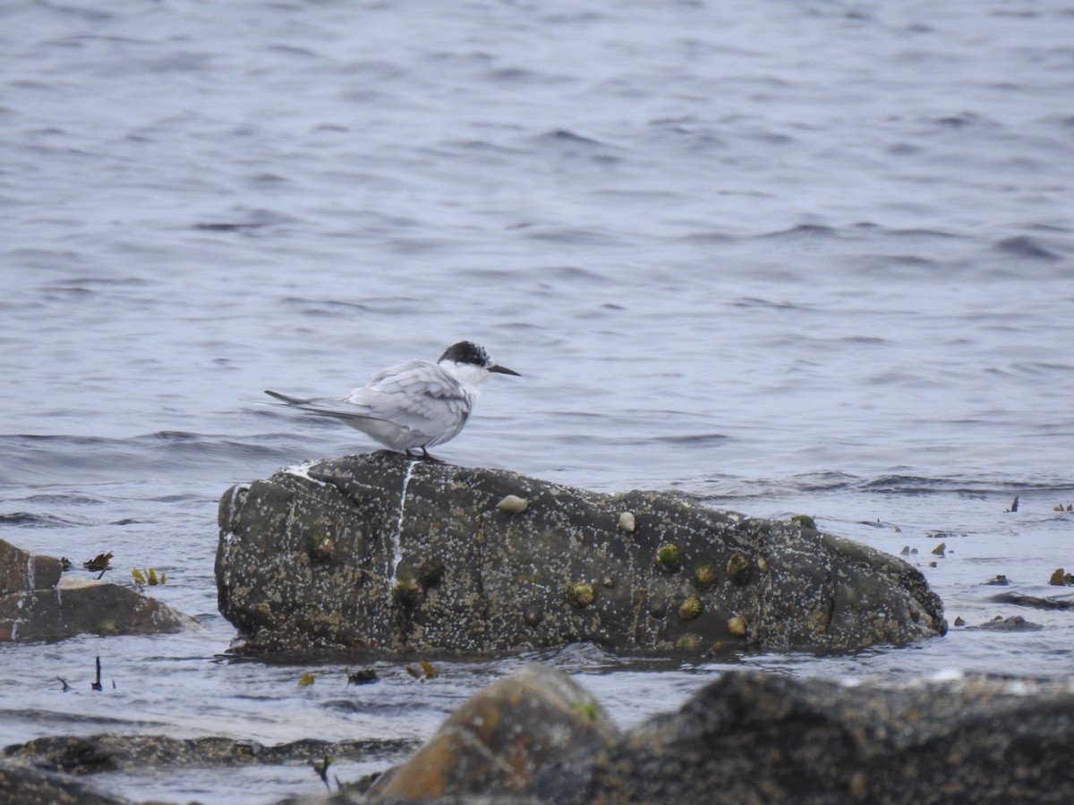 Arctic Tern - ML620458404