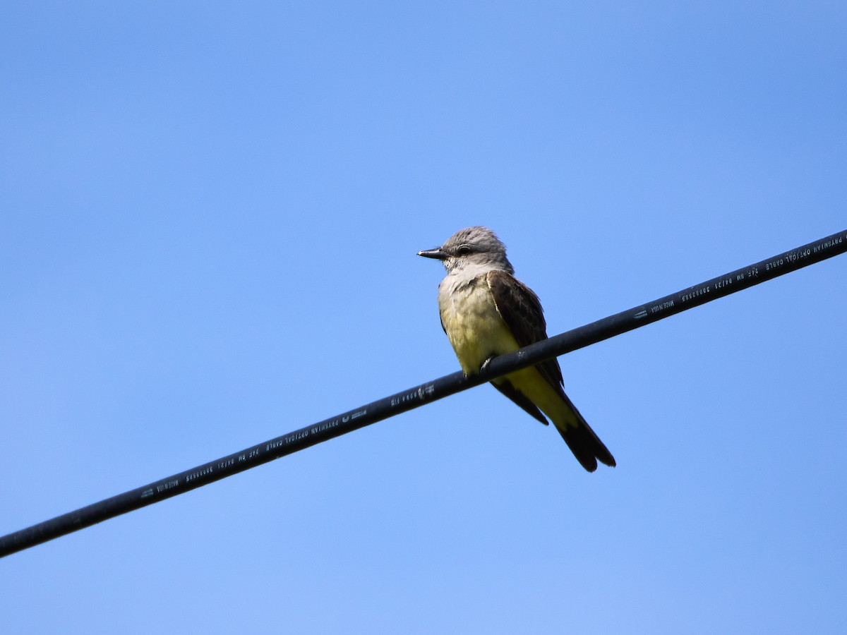 Western Kingbird - ML620458416